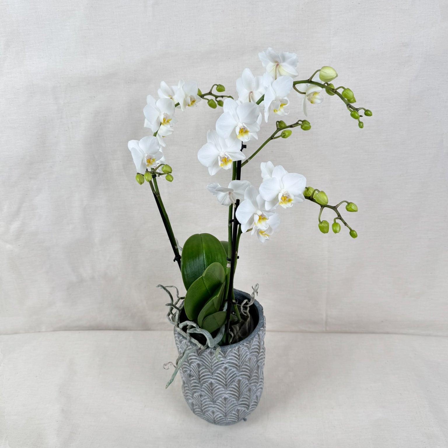 Weiße Orchideen II - Der Blumenladen Rauch GmbH