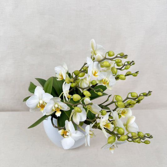 Orchideen im Topf - Der Blumenladen Rauch GmbH